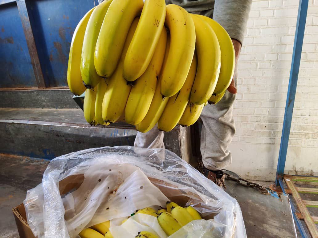 apeda banana export (2)