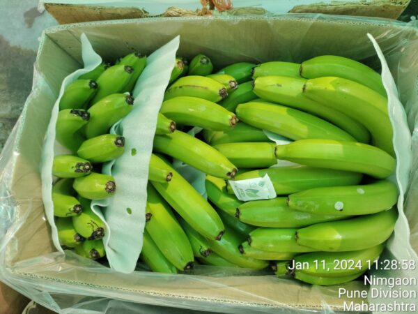 banana export boxes