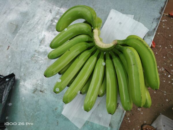 banana exporters